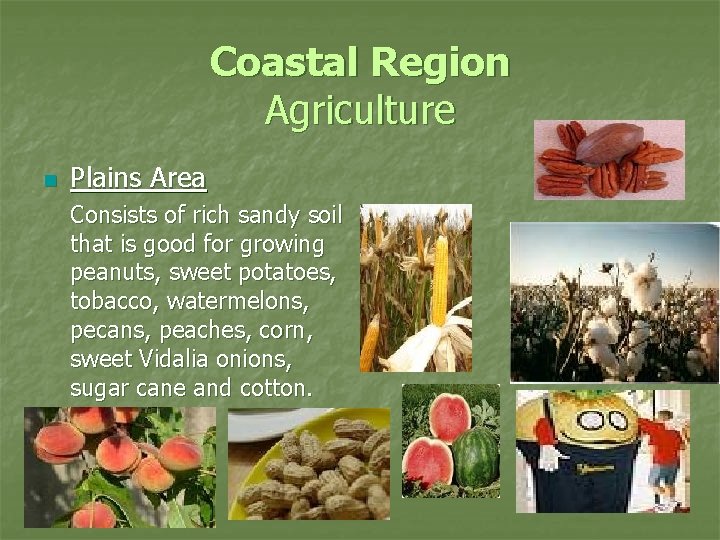 Coastal Region Agriculture n Plains Area Consists of rich sandy soil that is good