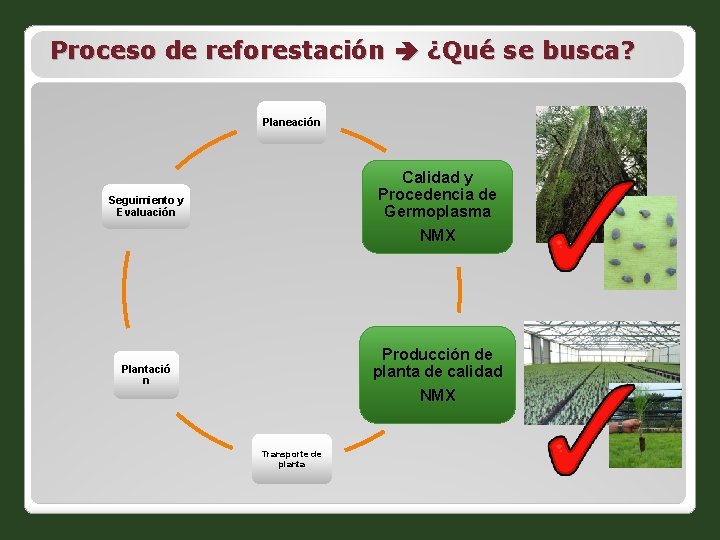 Proceso de reforestación ¿Qué se busca? Planeación Calidad y Procedencia de Germoplasma NMX Seguimiento
