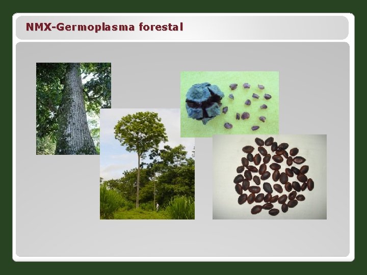 NMX-Germoplasma forestal 