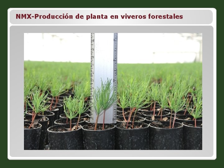 NMX-Producción de planta en viveros forestales 