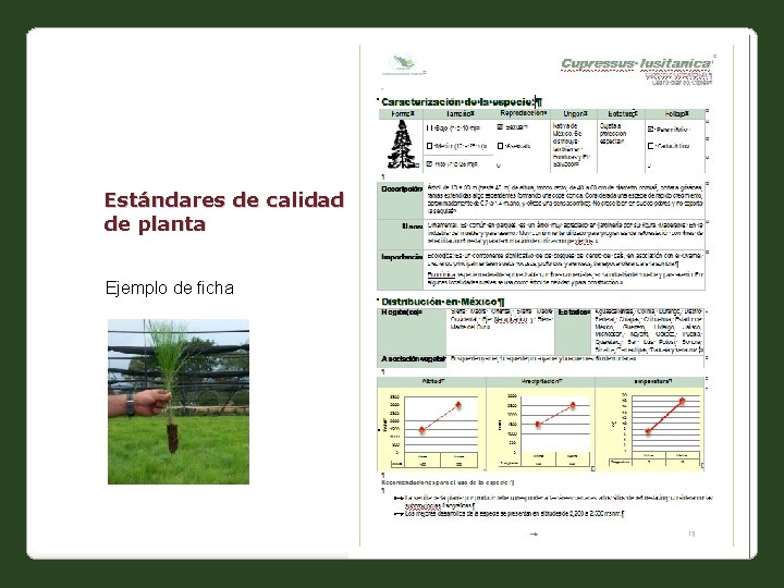 Estándares de calidad de planta Ejemplo de ficha 