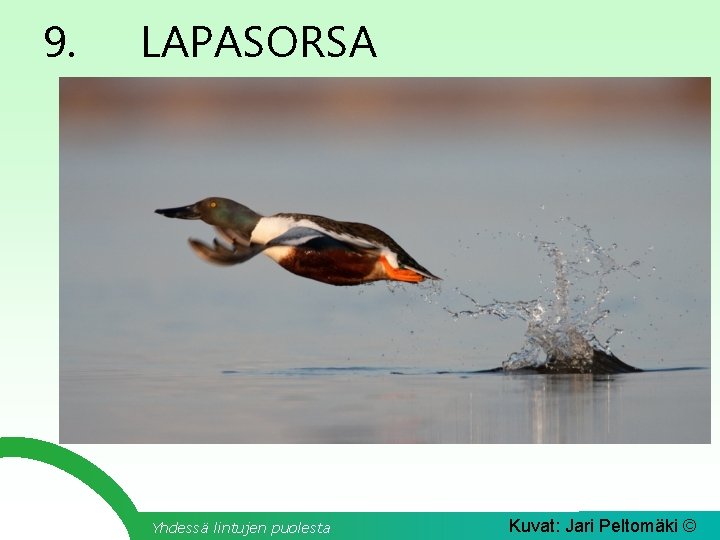 9. LAPASORSA Yhdessä lintujen puolesta Kuvat: Jari Peltomäki © 