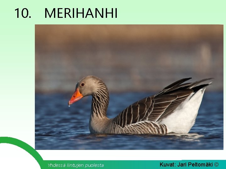 10. MERIHANHI Yhdessä lintujen puolesta Kuvat: Jari Peltomäki © 