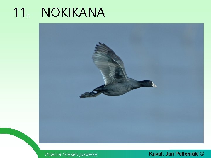 11. NOKIKANA Yhdessä lintujen puolesta Kuvat: Jari Peltomäki © 