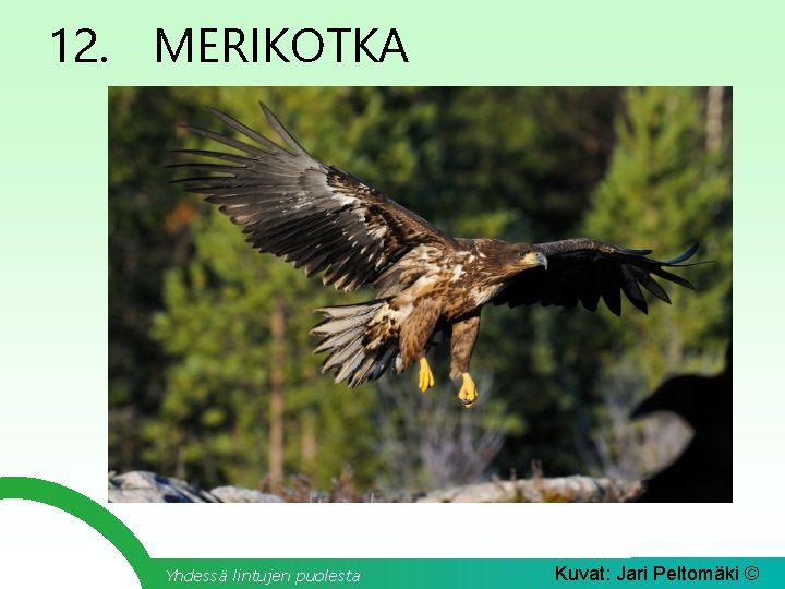 12. MERIKOTKA Yhdessä lintujen puolesta Kuvat: Jari Peltomäki © 