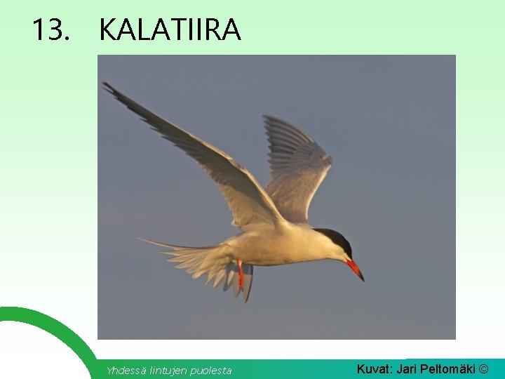 13. KALATIIRA Yhdessä lintujen puolesta Kuvat: Jari Peltomäki © 