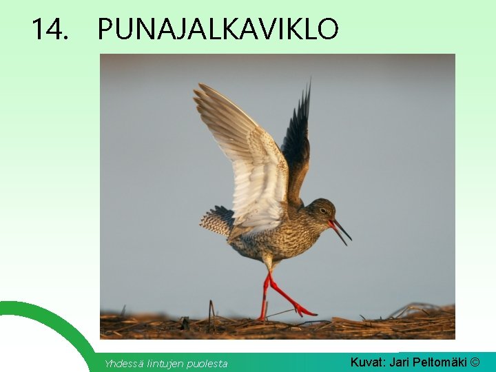14. PUNAJALKAVIKLO Yhdessä lintujen puolesta Kuvat: Jari Peltomäki © 