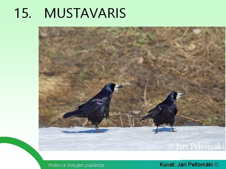 15. MUSTAVARIS Yhdessä lintujen puolesta Kuvat: Jari Peltomäki © 