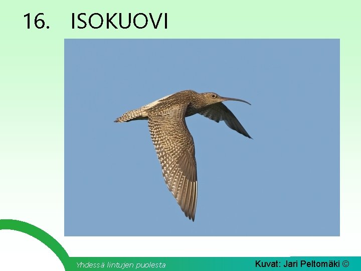 16. ISOKUOVI Yhdessä lintujen puolesta Kuvat: Jari Peltomäki © 