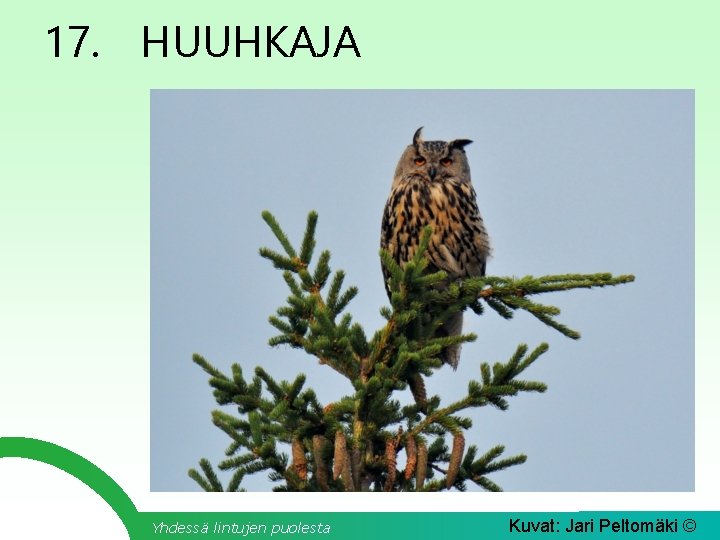 17. HUUHKAJA Yhdessä lintujen puolesta Kuvat: Jari Peltomäki © 