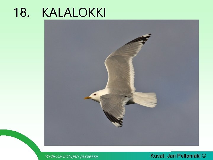 18. KALALOKKI Yhdessä lintujen puolesta Kuvat: Jari Peltomäki © 