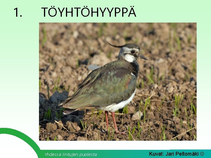 1. TÖYHTÖHYYPPÄ Yhdessä lintujen puolesta Kuvat: Jari Peltomäki © 