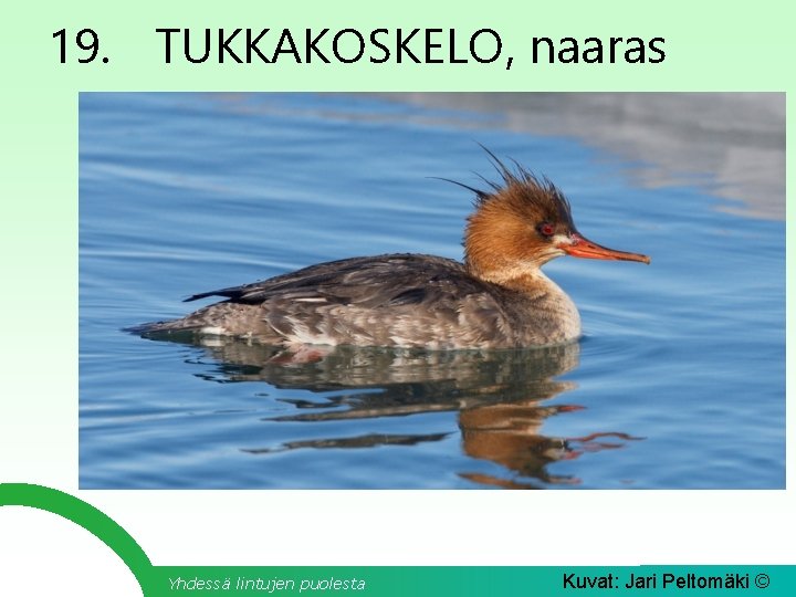 19. TUKKAKOSKELO, naaras Yhdessä lintujen puolesta Kuvat: Jari Peltomäki © 