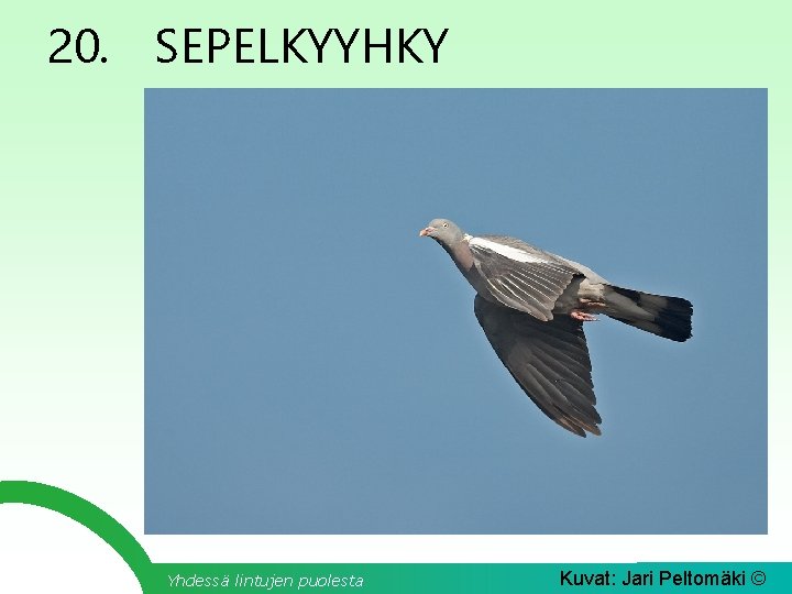 20. SEPELKYYHKY Yhdessä lintujen puolesta Kuvat: Jari Peltomäki © 