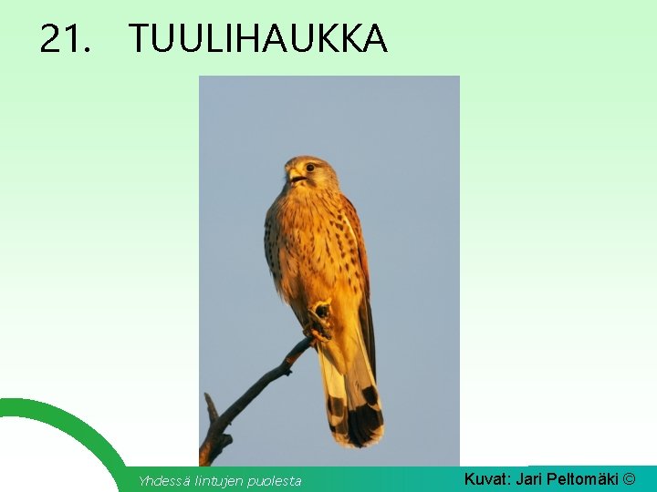 21. TUULIHAUKKA Yhdessä lintujen puolesta Kuvat: Jari Peltomäki © 