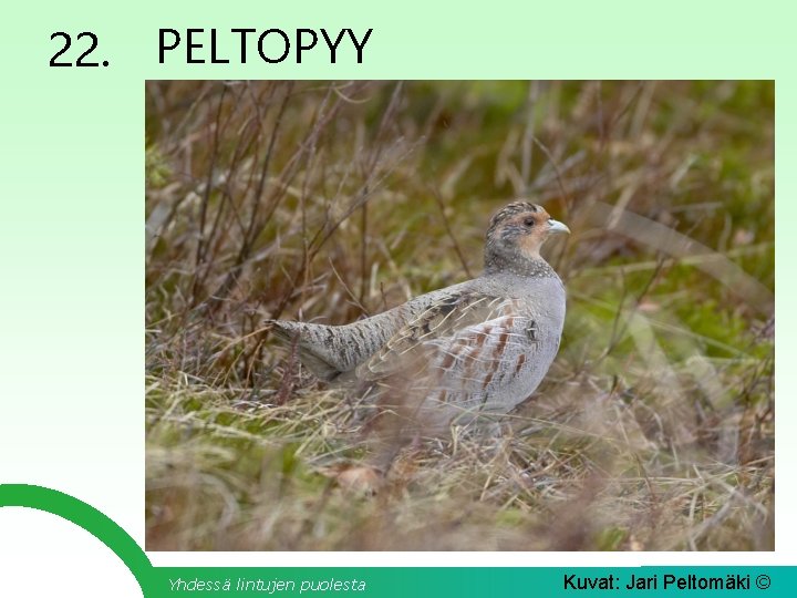 22. PELTOPYY Yhdessä lintujen puolesta Kuvat: Jari Peltomäki © 