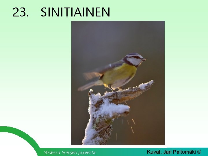 23. SINITIAINEN Yhdessä lintujen puolesta Kuvat: Jari Peltomäki © 