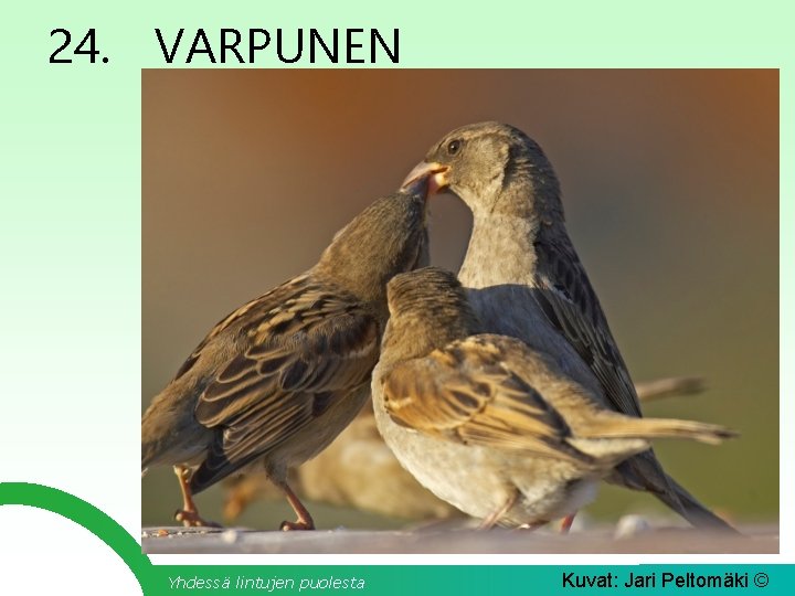 24. VARPUNEN Yhdessä lintujen puolesta Kuvat: Jari Peltomäki © 