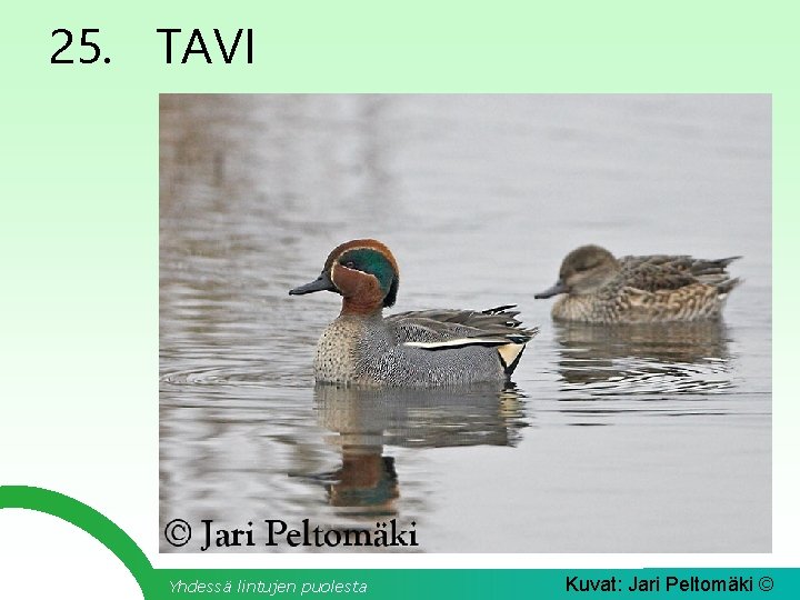 25. TAVI Yhdessä lintujen puolesta Kuvat: Jari Peltomäki © 