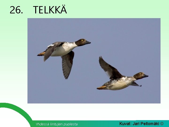 26. TELKKÄ Yhdessä lintujen puolesta Kuvat: Jari Peltomäki © 