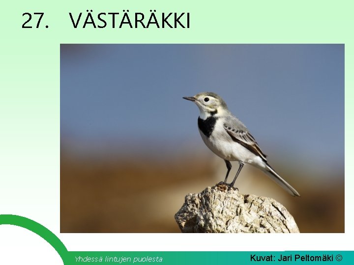 27. VÄSTÄRÄKKI Yhdessä lintujen puolesta Kuvat: Jari Peltomäki © 