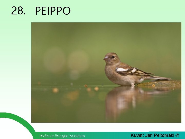 28. PEIPPO Yhdessä lintujen puolesta Kuvat: Jari Peltomäki © 