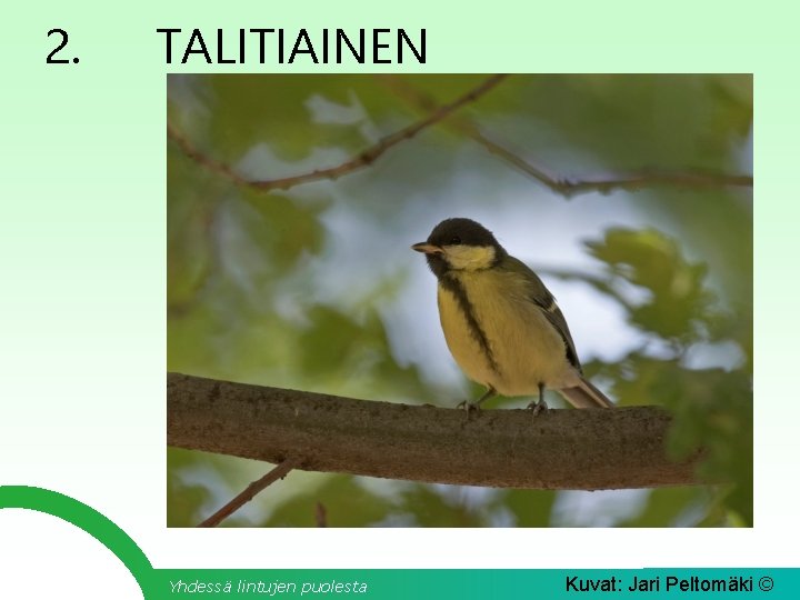 2. TALITIAINEN Yhdessä lintujen puolesta Kuvat: Jari Peltomäki © 