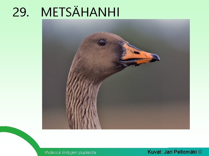 29. METSÄHANHI Yhdessä lintujen puolesta Kuvat: Jari Peltomäki © 