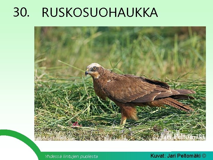 30. RUSKOSUOHAUKKA Yhdessä lintujen puolesta Kuvat: Jari Peltomäki © 