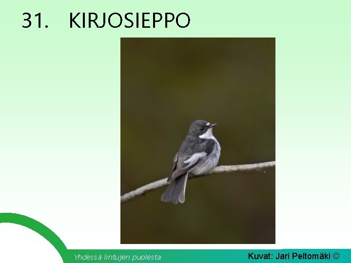 31. KIRJOSIEPPO Yhdessä lintujen puolesta Kuvat: Jari Peltomäki © 