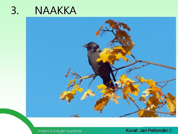 3. NAAKKA Yhdessä lintujen puolesta Kuvat: Jari Peltomäki © 