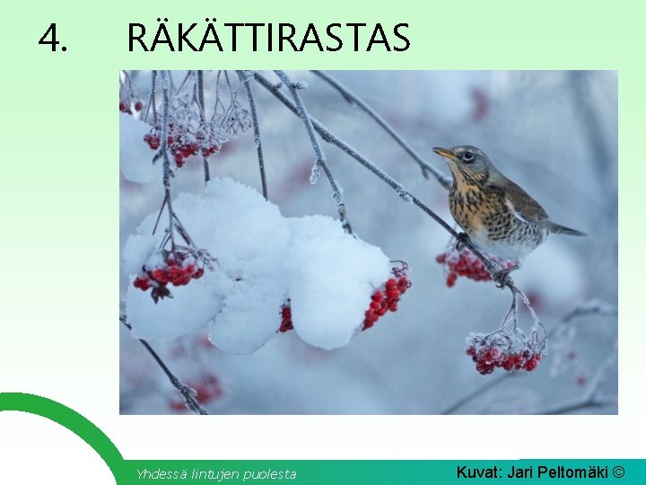 4. RÄKÄTTIRASTAS Yhdessä lintujen puolesta Kuvat: Jari Peltomäki © 