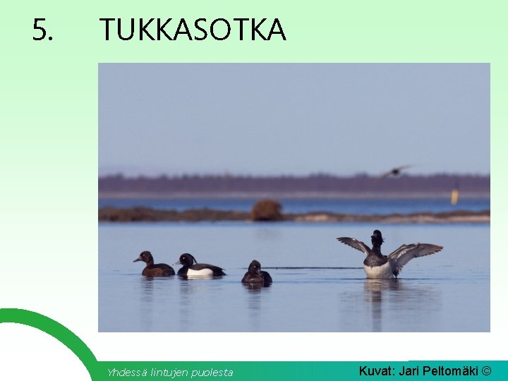 5. TUKKASOTKA Yhdessä lintujen puolesta Kuvat: Jari Peltomäki © 