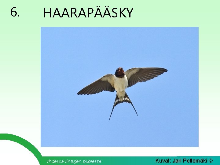 6. HAARAPÄÄSKY Yhdessä lintujen puolesta Kuvat: Jari Peltomäki © 
