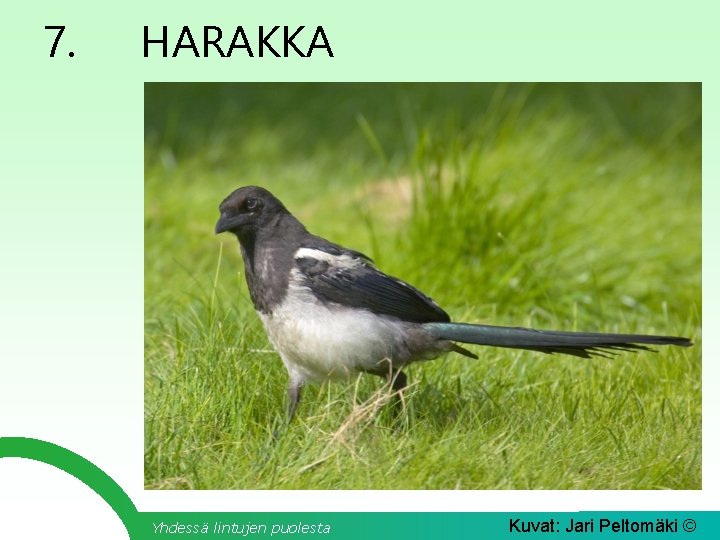 7. HARAKKA Yhdessä lintujen puolesta Kuvat: Jari Peltomäki © 