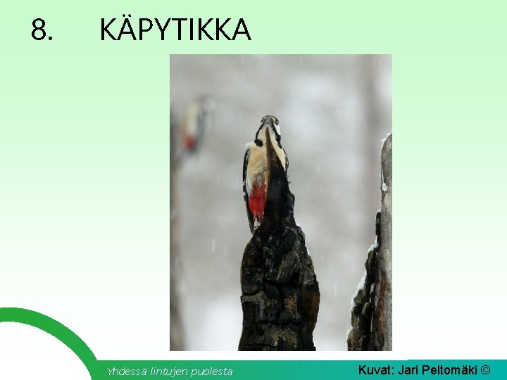 8. KÄPYTIKKA Yhdessä lintujen puolesta Kuvat: Jari Peltomäki © 
