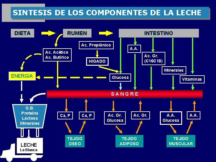 SINTESIS DE LOS COMPONENTES DE LA LECHE DIETA RUMEN INTESTINO Ac. Propiónico Ac. Acético
