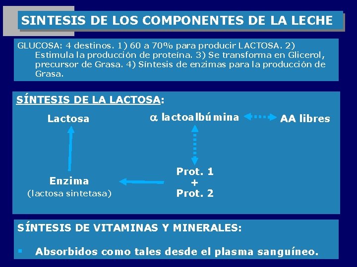 SINTESIS DE LOS COMPONENTES DE LA LECHE GLUCOSA: 4 destinos. 1) 60 a 70%