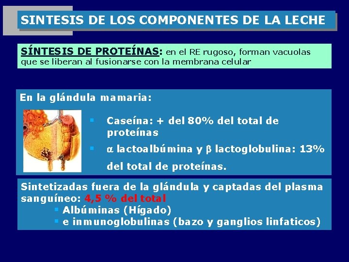 SINTESIS DE LOS COMPONENTES DE LA LECHE SÍNTESIS DE PROTEÍNAS: en el RE rugoso,