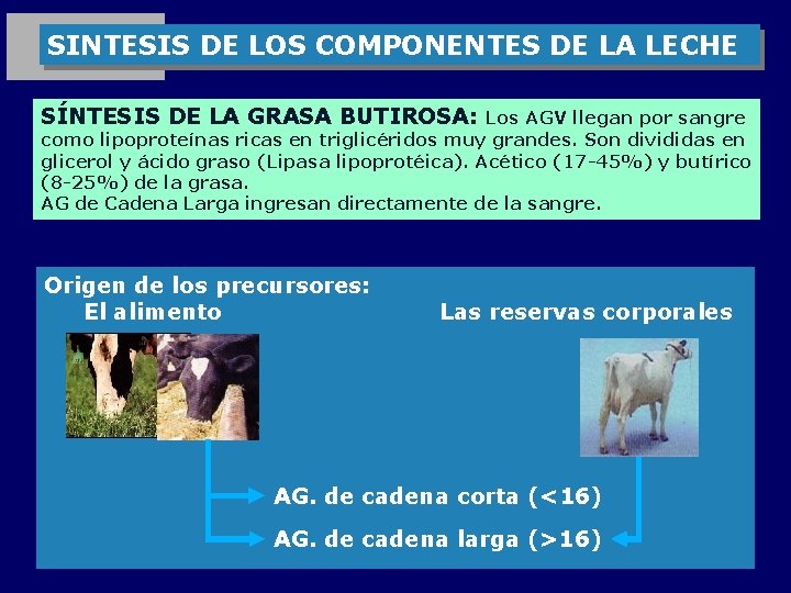 SINTESIS DE LOS COMPONENTES DE LA LECHE SÍNTESIS DE LA GRASA BUTIROSA: Los AGV