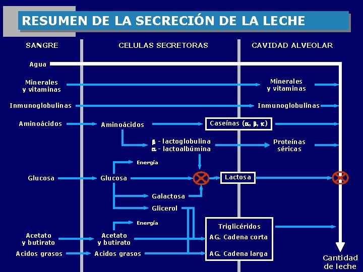RESUMEN DE LA SECRECIÓN DE LA LECHE SANGRE CELULAS SECRETORAS CAVIDAD ALVEOLAR Agua Minerales
