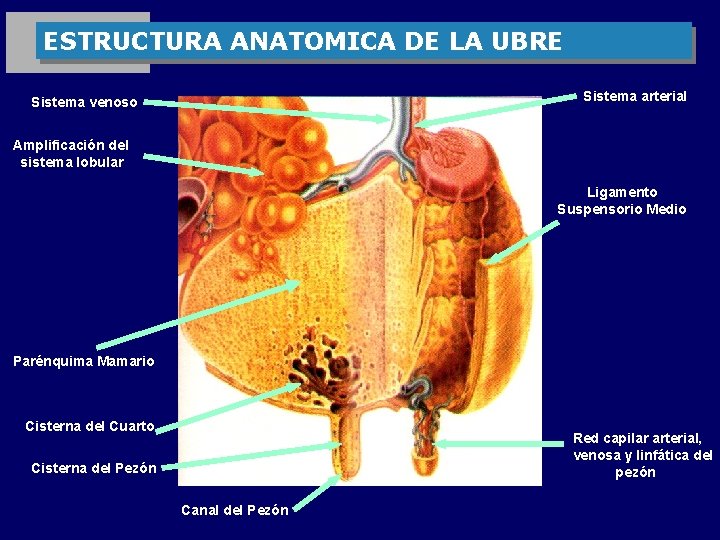 ESTRUCTURA ANATOMICA DE LA UBRE Sistema arterial Sistema venoso Amplificación del sistema lobular Ligamento