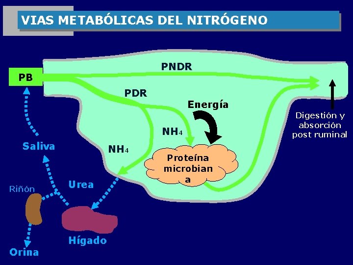 VIAS METABÓLICAS DEL NITRÓGENO PNDR PB PDR Energía NH 4 Saliva Riñón Orina NH