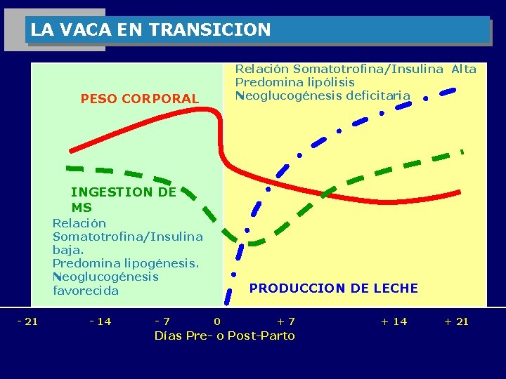 LA VACA EN TRANSICION PESO CORPORAL Relación Somatotrofina/Insulina Alta Predomina lipólisis Neoglucogénesis deficitaria INGESTION