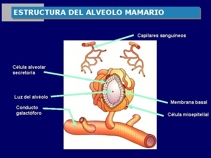ESTRUCTURA DEL ALVEOLO MAMARIO Capilares sanguíneos Célula alveolar secretoria Luz del alvéolo Membrana basal