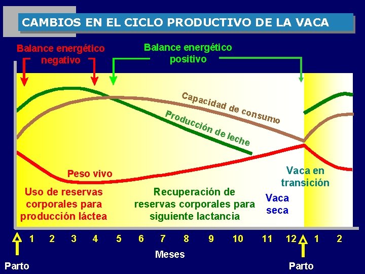 CAMBIOS EN EL CICLO PRODUCTIVO DE LA VACA Balance energético positivo Balance energético negativo