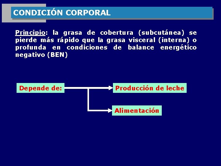 CONDICIÓN CORPORAL Principio: la grasa de cobertura (subcutánea) se pierde más rápido que la