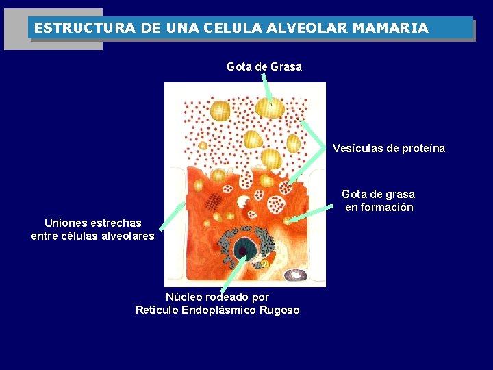 ESTRUCTURA DE UNA CELULA ALVEOLAR MAMARIA Gota de Grasa Vesículas de proteína Gota de
