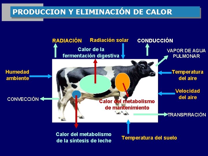 PRODUCCION Y ELIMINACIÓN DE CALOR RADIACIÓN Radiación solar CONDUCCIÓN Calor de la fermentación digestiva