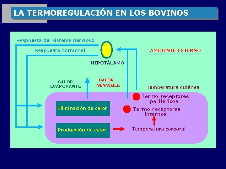 LA TERMOREGULACIÓN EN LOS BOVINOS Respuesta del sistema nervioso Respuesta hormonal AMBIENTE EXTERNO HIPOTÁLAMO